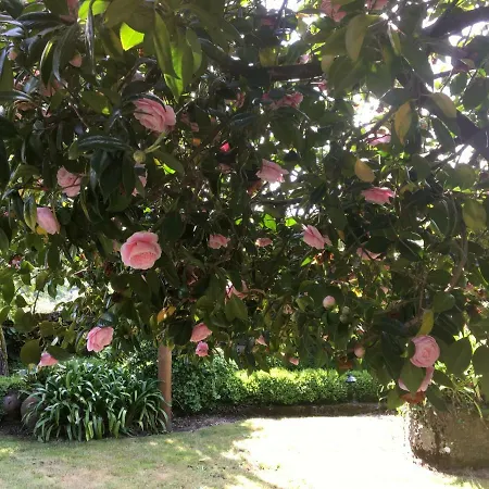 Сasa de vacaciones Oliveira Frades Farm